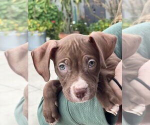 Staffordshire Bull Terrier-Unknown Mix Dogs for adoption in Dana Point, CA, USA