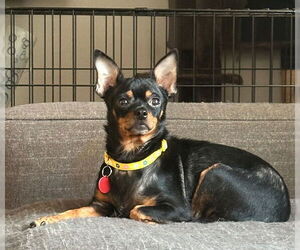 Chihuahua-Unknown Mix Dogs for adoption in Bellingham, WA, USA