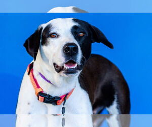 Labrador Retriever-Unknown Mix Dogs for adoption in The Woodlands, TX, USA