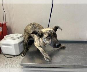 American Pit Bull Terrier-Unknown Mix Dogs for adoption in Visalia, CA, USA