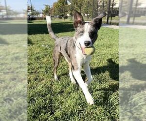 Border Collie-Catahoula Leopard Dog Mix Dogs for adoption in Elk Grove, CA, USA
