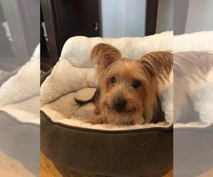 Silky Terrier-Unknown Mix Dogs for adoption in Sanford, FL, USA