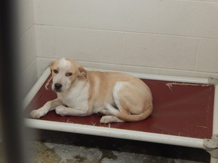 Mutt Dogs for adoption in Pikeville, KY, USA