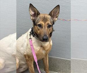 German Shepherd Dog-Unknown Mix Dogs for adoption in Las Vegas, NV, USA