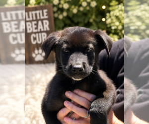 Labrador Retriever-Unknown Mix Dogs for adoption in Dana Point, CA, USA