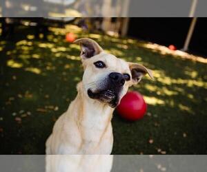 American Pit Bull Terrier-Labrador Retriever Mix Dogs for adoption in Orlando, FL, USA