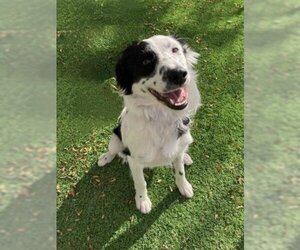 Border Collie Dogs for adoption in Jackson, CA, USA