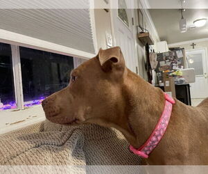 Mutt Dogs for adoption in New Orleans, LA, USA