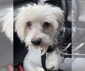 Mutt Dogs for adoption in Brooklyn, NY, USA