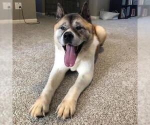 Akita Dogs for adoption in Kansas City, MO, USA