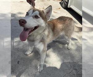 - Mix Dogs for adoption in Houston, TX, USA