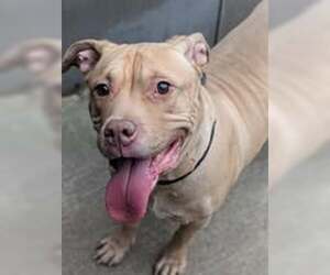 American Pit Bull Terrier-Unknown Mix Dogs for adoption in Crete, IL, USA