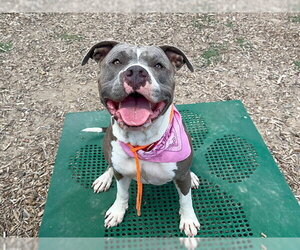 Mutt Dogs for adoption in Orange, CA, USA