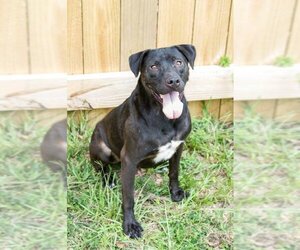 Labrador Retriever Dogs for adoption in Jackson, MS, USA