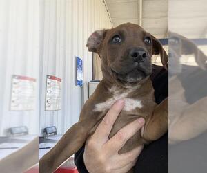 Boxer Dogs for adoption in Bakersfield, CA, USA