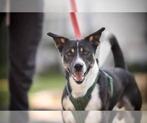 Dachshund-German Shepherd Dog Mix Dogs for adoption in Calgary, Alberta, Canada