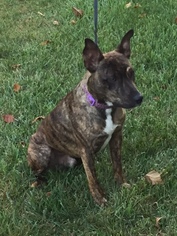Mutt Dogs for adoption in Newtown Square, PA, USA