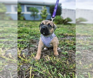 Mutt Dogs for adoption in Oakland Park , FL, USA