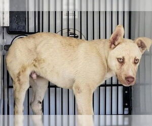German Shepherd Dog-Unknown Mix Dogs for adoption in Houston, TX, USA