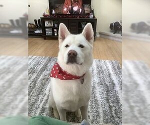 Akita Dogs for adoption in Fort Collins, CO, USA