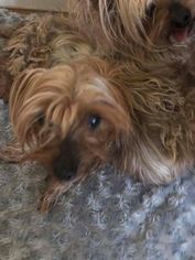 Silky Terrier Dogs for adoption in ashville, OH, USA
