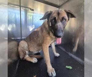 German Shepherd Dog-Unknown Mix Dogs for adoption in San Antonio, TX, USA