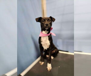 Mutt Dogs for adoption in Shelburne, VT, USA