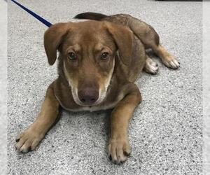 Siberian Husky-Unknown Mix Dogs for adoption in Conroe, TX, USA