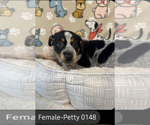 Mutt Dogs for adoption in Foristell, MO, USA