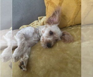 Poodle (Miniature)-Unknown Mix Dogs for adoption in Lakewood, CO, USA