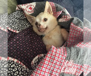 Chihuahua-Unknown Mix Dogs for adoption in Holly Springs, NC, USA