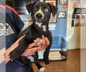 Great Dane-Siberian Husky Mix Dogs for adoption in Evansville, IN, USA
