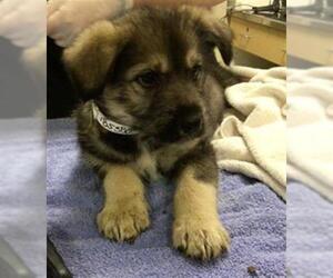Mutt Dogs for adoption in Riverside, CA, USA