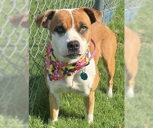 American Pit Bull Terrier-Unknown Mix Dogs for adoption in Tulsa, OK, USA