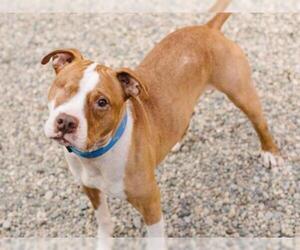 Staffordshire Bull Terrier Dogs for adoption in Fort Wayne, IN, USA