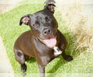 Labrador Retriever-Unknown Mix Dogs for adoption in Tallahassee, FL, USA