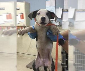 Mutt Dogs for adoption in Riverside, CA, USA