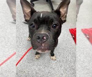 American Pit Bull Terrier-Unknown Mix Dogs for adoption in Pasadena, TX, USA