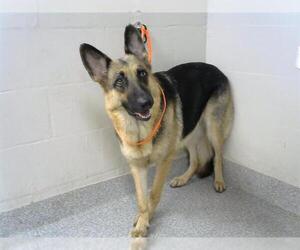 German Shepherd Dog-Unknown Mix Dogs for adoption in Pasadena, TX, USA