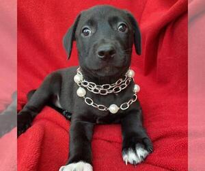 Labrador Retriever-Unknown Mix Dogs for adoption in San Diego, CA, USA