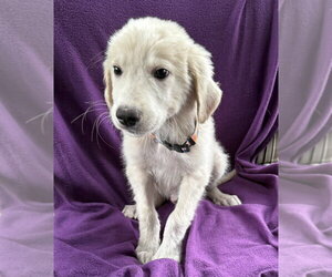 Great Pyredane Dogs for adoption in Mundelein, IL, USA