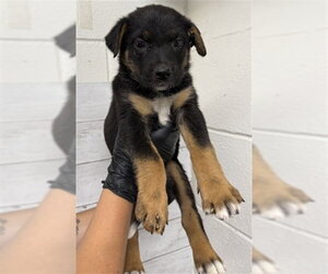 German Shepherd Dog Dogs for adoption in San Bernardino, CA, USA