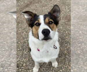 Mutt Dogs for adoption in Bemidji, MN, USA