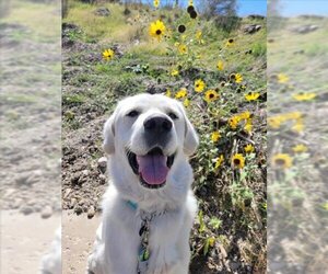 Golden Pyrenees Dogs for adoption in Fruit Heights, UT, USA