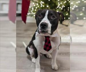 American Pit Bull Terrier Dogs for adoption in Derwood, MD, USA
