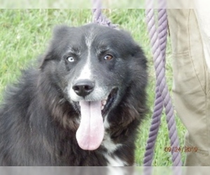 Border Collie Dogs for adoption in Polson, MT, USA