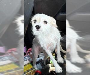 Chihuahua Dogs for adoption in San Martin, CA, USA