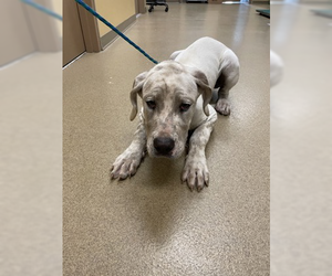 Great Dane-Unknown Mix Dogs for adoption in Woodbury, NY, USA
