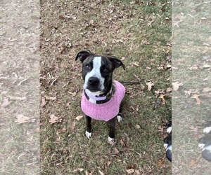 American Staffordshire Terrier-German Shepherd Dog Mix Dogs for adoption in McDonough, GA, USA