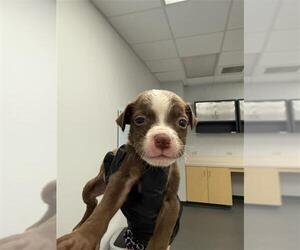 American Pit Bull Terrier-Rat Terrier Mix Dogs for adoption in Corpus Christi, TX, USA